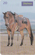 TARJETA DE BRASIL DE UN CABALLO ARABE (CABALLO-HORSE) - Horses