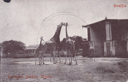 MYSORE - INDIA - POSTCARD ZOOLOGICAL GARDEN. - Giraffen