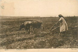 Agriculture - Un Laboureur Arabe - Laboureur Labour Attelage Boeufs - Agricole Fermier - Cultures