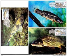3 Cartes Maximum  1998 Poissons Fishes Carpe Apron Et Poisson Chien - FDC