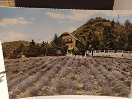 Delcampe - Cartolina Colle Di Nava Prov Imperia Campo Sperimentale Di Lavanda  1966 - Imperia