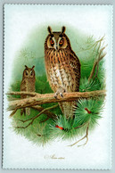 BIRD LONG -EARED OWL Illustration By J Keulemans New Texture Postcard - Zonder Classificatie