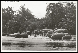 Congo - CP Photo/ Foto BK - Hippopotames/Nijlpaarden- Plaine Du Lac Edouard - Parc National Albert - Neuve/Ongebruikt ** - Hippopotames