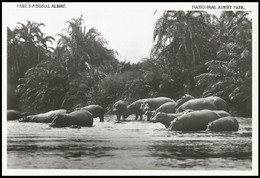 Congo - CP Photo/ Foto BK - Hippopotames/Nijlpaarden- Plaine Du Lac Edouard - Parc National Albert - Neuve/Ongebruikt ** - Ippopotami