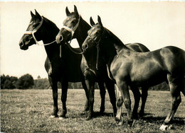 Cheval * Animaux * Jura * Chevaux Des Franches Montagnes * Breed Of Horses * Freiberger Pferde - Autres & Non Classés