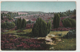 Lüneburger Heide - Lüneburger Heide