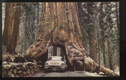 California Redwood Forest Giant Tree Forest Postcard 1956 Near Mint Condition Postcard - Yosemite