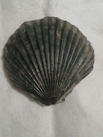 Coquille Fossile - Fossielen
