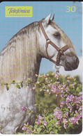 TARJETA DE BRASIL DE UN CABALLO ANDALUZ (CABALLO-HORSE) - Chevaux