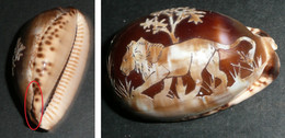 Rare Coquillage Porcelaine, Gravé D'un Lion - Coquillages