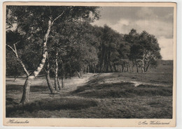 Lüneburger Heide - Lüneburger Heide