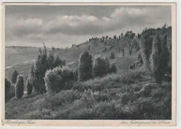 Lüneburger Heide - Lüneburger Heide