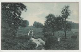 Lüneburger Heide - Lüneburger Heide