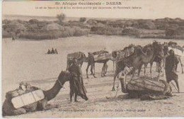 Afrique Occidentale . SENEGAL . DAKAR . Le Sel, En Barre De 30 Kilos Environ, Arrive Par Caravanes De TAOUDENIT (Sahara) - Sénégal