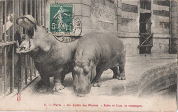 75005 - PARIS - Au Jardin Des Plantes - Kako Et Liza Sa Compagne (hippopotames) - Arrondissement: 05