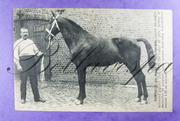 Bamboula ,par Novice Et Belle Charlotte Anglo-Normand Premier Klas Demi-sang Cheval Horse Paard Halfbloed - Chevaux