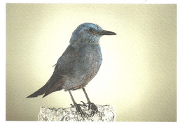 BIRD * BLUE ROCK THRUSH * MONTICOLA SOLITARIUS * ANIMAL * NATIONAL MUSEUM OF NATURAL HISTORY * Heritage Malta 02 * Malta - Vögel