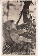 CQ61.Vintage Postcard. After Dinner Siesta, Koala Park, Sydney Australia. - Andere