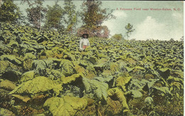 A Tobacco Field Near WINSTON-SALEM , N.C. - Winston Salem