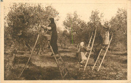 Fontvieille - Environs - Cueillette Des Olives En Provence - Oliveraie - Fontvieille