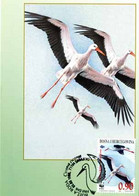 Bosnia And Herzegovina 1998 Maxi Card MC  White Stork Cigogne Blanche Birds Bird Oiseaux Oiseau - Picotenazas & Aves Zancudas