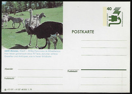 Germany 1975 Postal Stationery Card Animal Fauna Bird Ostrich And Mammal Zebra At The Allwetter Zoo In Münster Unused - Ostriches