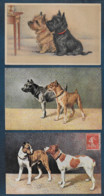 CHIENS - 3 Cartes - Honden