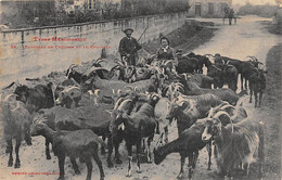 Types Méridionaux     31       Troupeau De  Chêvres Et Le Chevrier      (voir Scan) - Autres & Non Classés