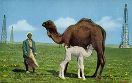 Iraq, Camel With Young On Oil Field (1950s) Abdul Reza Salmin - Iraq