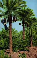 Iraq, BASRA BASRAH ٱلْبَصْرَة, Plucking Fresh Dates (1950s) Abdul Reza Salmin - Iraq