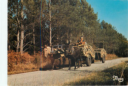 ATTELAGE DE MULES SUR LA ROUTE FORESTIERE - LANDES - Attelages