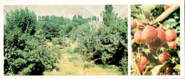 Pamir - Gorno-Badakhshan - Gursky Alpine Botanical Garden - 1985 - Tajikistan USSR - Unused - Tayijistán