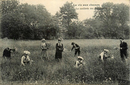 Agriculture * La Vie Aux Champs * La Cueillette Des Marguerites * Cueilleuses - Altri & Non Classificati