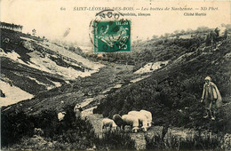 St Léonard Des Bois * Les Buttes De Narbonne * Chemin Troupeau Moutons - Saint Leonard Des Bois