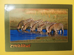 CARTOLINA POSTCARDS ZIMBABWE 1996 ZEBRA DRINKING ANIMALS BOLLO FLOWERS  OBLITERE' - Zimbabwe