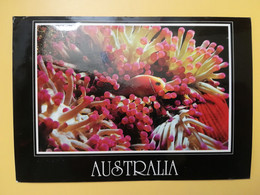 CARTOLINA POSTCARDS AUSTRALIA 1992 FISH BARRIER REEF NORTH QUEENSLAND BOLLO SPORT OBLITERE' - Far North Queensland