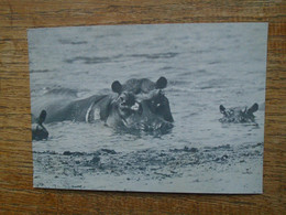 Sénégal , Groupe D'hippopotames , Parc National Du Niokolo-koba - Nijlpaarden