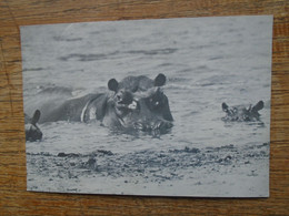 Sénégal , Groupe D'hippopotames , Parc National Du Niokolo-koba - Hippopotamuses