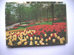 Nederland Holland Pays Bas Lisse Met Keukenhof Fraai Bed Met Tulpen - Lisse