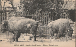 PARIS Jardin Des Plantes - ZOO - Bisons D'Amerique - American Buffalo - Ohne Zuordnung