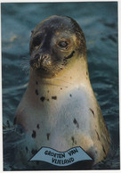 Groeten Van Vlieland - (Wadden, Nederland/Holland) - Nr. 647 - Zeehond / Phoque / Seal / Seehund - Vlieland