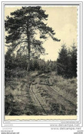 LIBIN ..-- Ancien Chemin Dans La Forêt D' Ardenne . - Libin