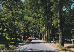 VIBO VALENTIA - SERRA SAN BRUNO - Vibo Valentia