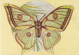 W0262- SPANISH MOON MOTH, BUTTERFLIES, INSECTS, ANIMALS, UNUSED - Papillons