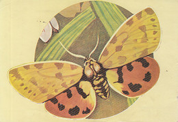 W0264- PURPLE TIGER, BUTTERFLIES, INSECTS, ANIMALS, UNUSED - Papillons