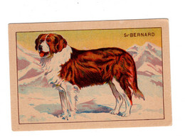 14671 " ST-BERNARD-ANIMAUX DOMESTIQUES "   - Cm. 7,0 X 10,5 - Dieren