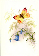 (5 D 13) Butterfly - Papillon - Papillons