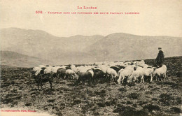 Lozère * Troupeau Dans Les Paturages Des Hauts Plateaux Lozèriens * Berger - Autres & Non Classés