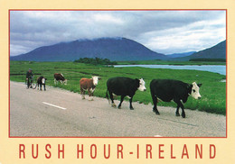 IRELAND - RUSH HOUR - VACHES SUR UNE ROUTE - Autres & Non Classés