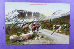 Norge Hoifjeldsbillede Ved Grotli.  Edit G.B. Ser. A 224 ( Regio  Montagne  Mountain Gamle Strynefjellsvegen ?) - Mucche